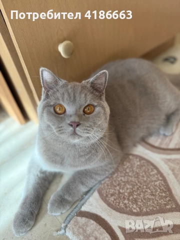 Късокосмест британец за разплод, снимка 11 - Британска късокосместа - 52215816