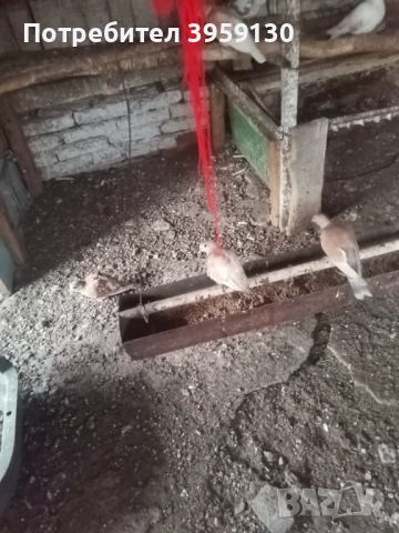 Смеещи се гугутки Ямбол , снимка 2 - Гълъби - 52232512