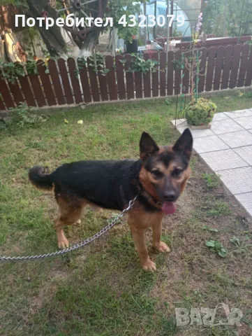 Немска овчарка само сега побързайте , снимка 4 - Немска овчарка - 49133399
