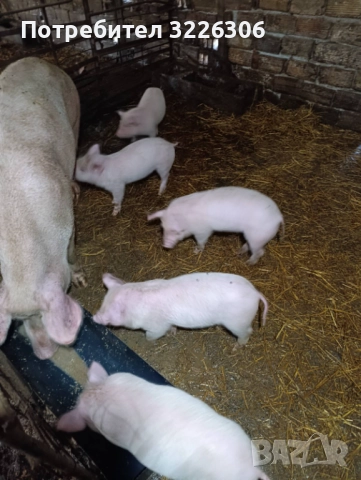 Продавам малки прасета, снимка 4 - Прасета - 52532322
