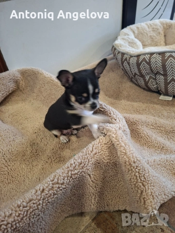 бебета чихуа на 50 дена с първа ваксина , снимка 10 - Чихуахуа - 53803931