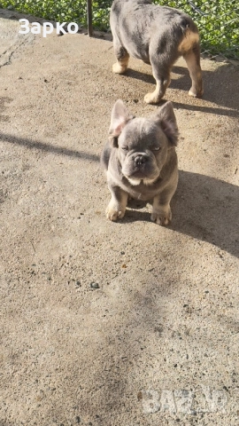 Френски булдог, снимка 9 - Френски булдог - 51228287