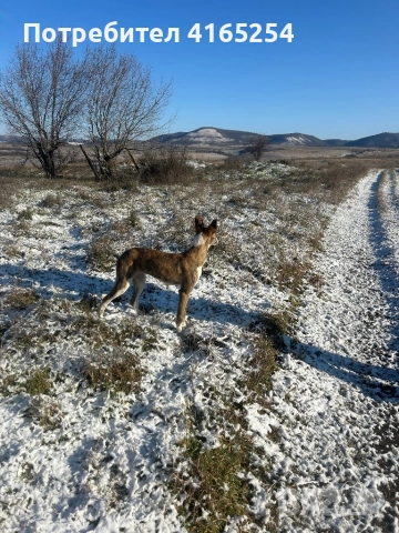 Продавам кучета грейхаунд(хрътки)