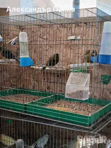 Продавам канарчета!, снимка 4 - Канари - 55980710