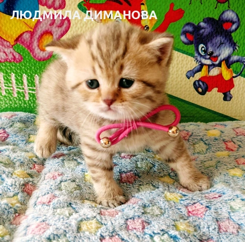 Шотландски златни чинчили. , снимка 3 - Британска късокосместа - 53387343