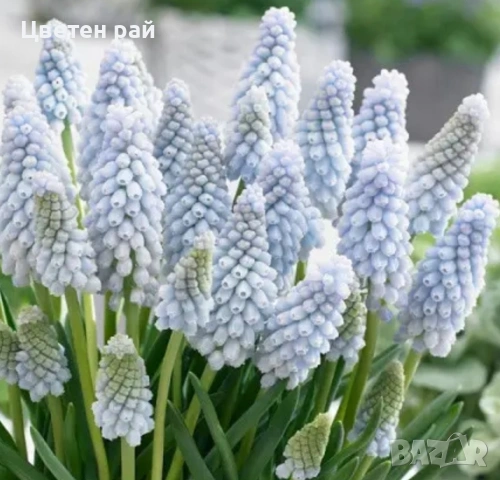 Луковици на мускари микс 10бр 5€, снимка 5 - Градински цветя и растения - 53639383