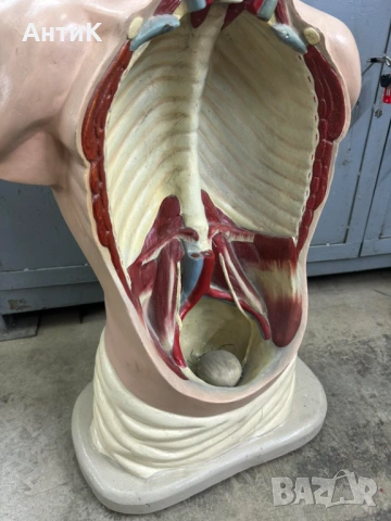 Соц Учебен Модел на Човешко Тяло Торс, снимка 4 - Антикварни и старинни предмети - 53296122