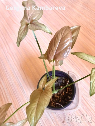 Syngonium Regina Red , снимка 2 - Стайни растения - 51392277