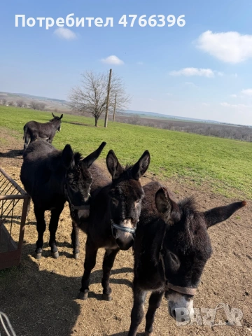 Млади магарета 