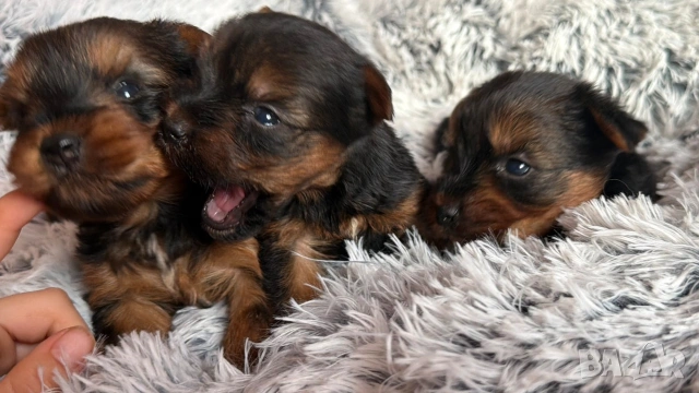 Йоркширски териер 