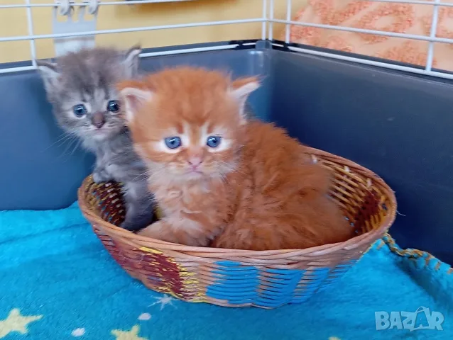 Сибирчета, сибирска котка, сибирски котенца, сибирско коте, хипоалергенни, рижи момчета, снимка 4 - Сибирски - 56150013
