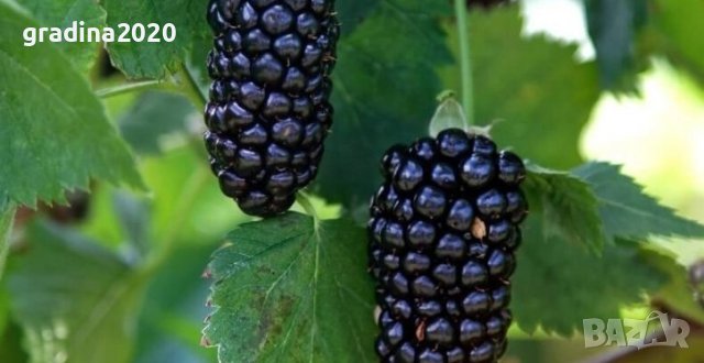 Къпина Натчез /Rubus fruticosus Natchez /, снимка 3 - Разсади - 42314660