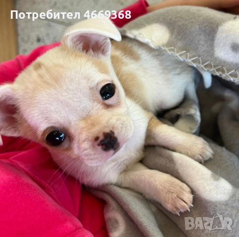 Продава се бебе мини чихуахуа на 7 седмици с втора ваксина, снимка 2 - Чихуахуа - 52662838