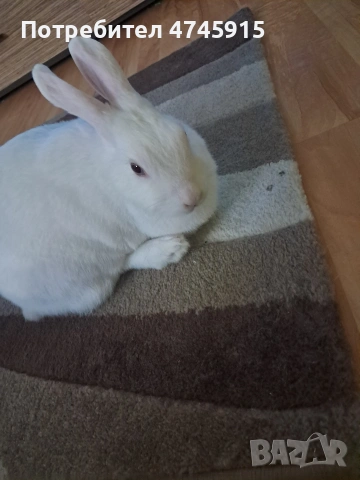 Подарявам декоративно зайче , снимка 5 - Декоративни зайчета - 53586707