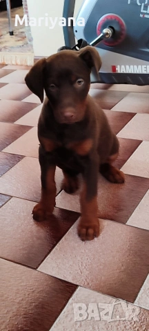 Продавам родословни добермани.Жендки и мъжки.Тел.0884276911, снимка 3 - Доберман - 53745178