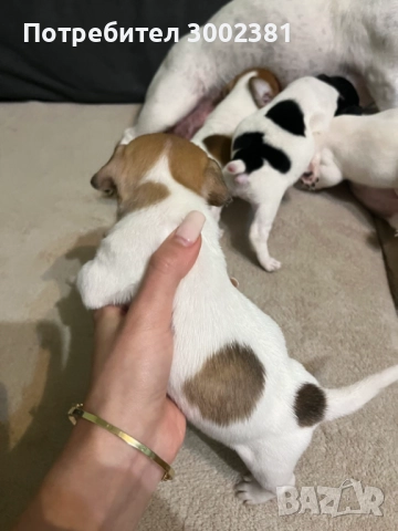 Джак Ръсел териер, снимка 4 - Джак ръсел териер - 52887126