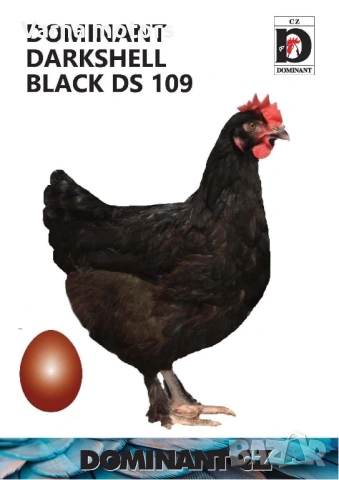 Новопронесли кокошки носачки, снасящи цветни яйца 6  МЕСЕЧНИ, снимка 9 - Кокошки и пуйки - 53043969