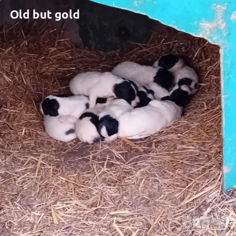 Каракачанки ( БОК) 