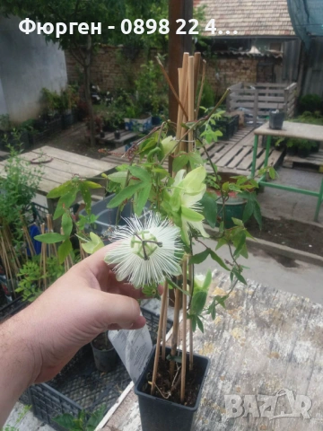 Пасифлора – изящна екзотика за вашата градина и тераса Налични 5 вида, снимка 7 - Разсади - 37497476