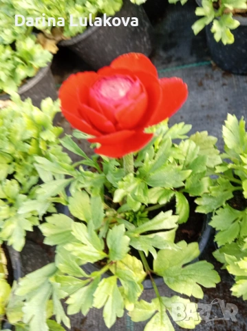 Лютиче , снимка 2 - Градински цветя и растения - 53415022