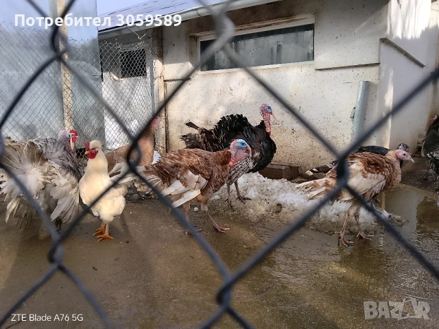 Пуйки и пуяци и петлета