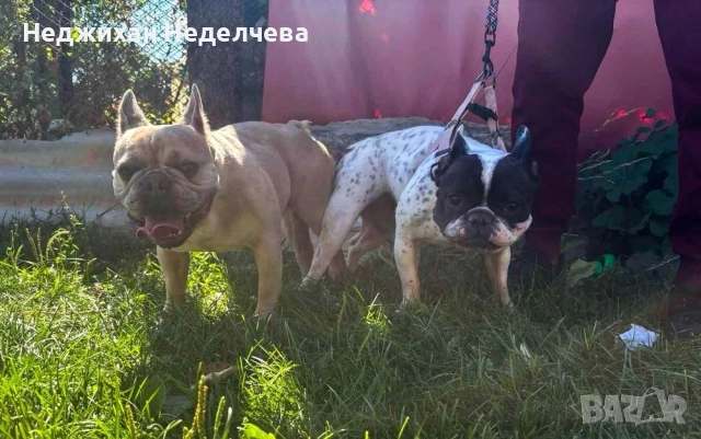 Fenski boldog, снимка 4 - Френски булдог - 52945501
