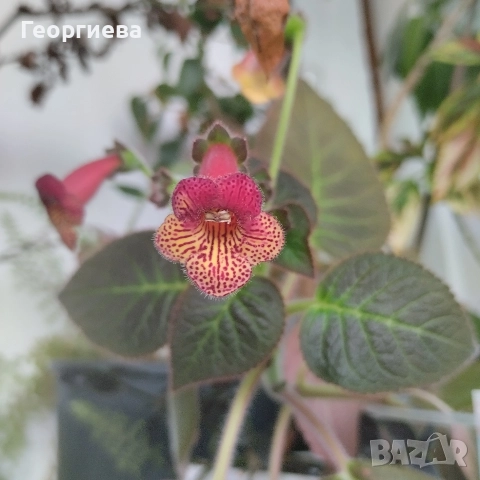 разменям ризоми от колерия, снимка 12 - Стайни растения - 52913679