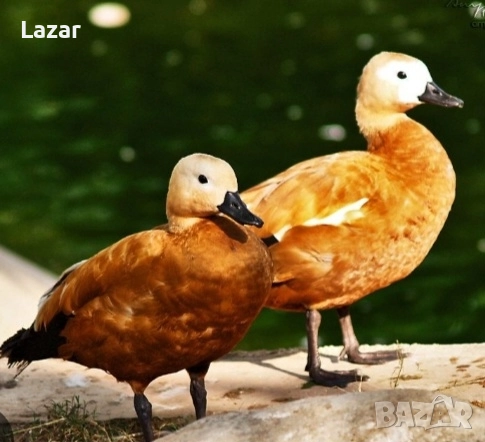 Яйца от различни видове водоплаващи, снимка 5 - други­ - 51573552