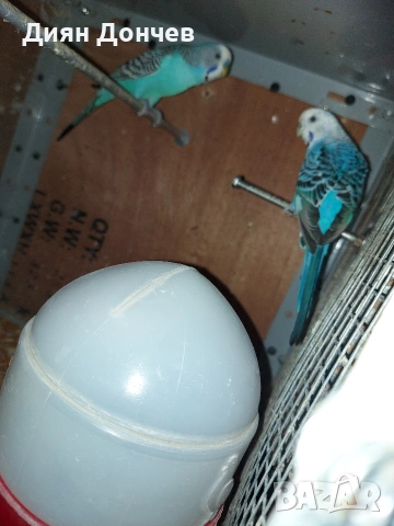 продавам вълнисти папагали,корели,гугутки, снимка 4 - Папагали - 43617880