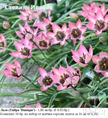 БОТАНИЧЕСКИ ЛАЛЕТА – ЛУКОВИЦИ, снимка 11 - Сортови семена и луковици - 52372825