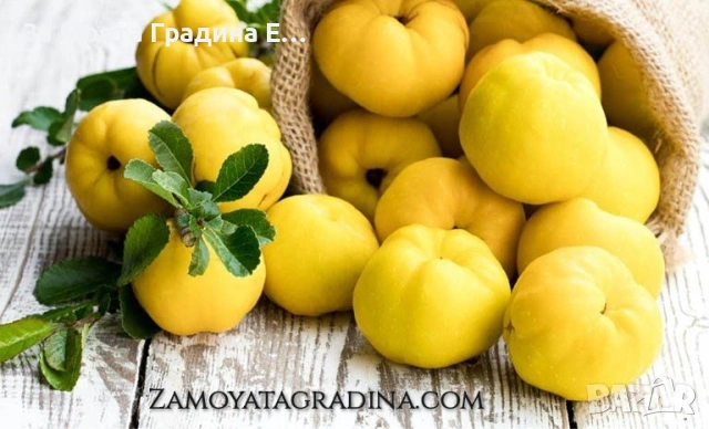 Дюля, снимка 5 - Градински цветя и растения - 53634190