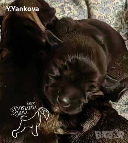 Мини шнауцер сол/пипер,чистокръвни,родителите с ген.тестове , снимка 3 - Други - 52007489