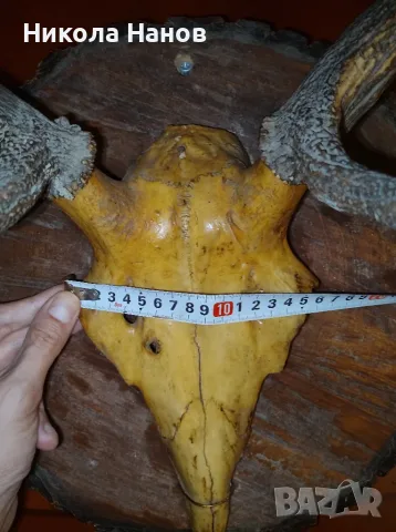 Трофей с рога на благороден елен, снимка 5 - Винтидж декорации за дома - 55972959