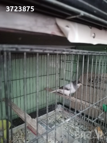 Канари, снимка 3 - Канари - 53143778