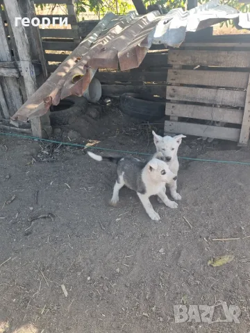 Западно сибирска Лайка, снимка 4 - Други - 55939744