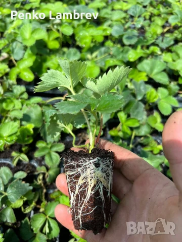 Разсад ягоди сорт Клери, снимка 1