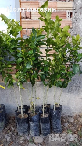 Цитрусови растения – Лимон , Портокал , Мандарина, Грейфрут ,Кумкуат , Лайм , Див лимон и Каламондин, снимка 17 - Градински цветя и растения - 53632778