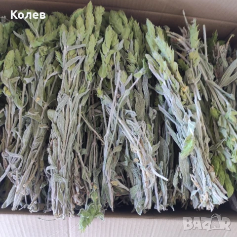 Мурсалски чай-стрък реколта 2025 г., снимка 3 - Други - 51018940