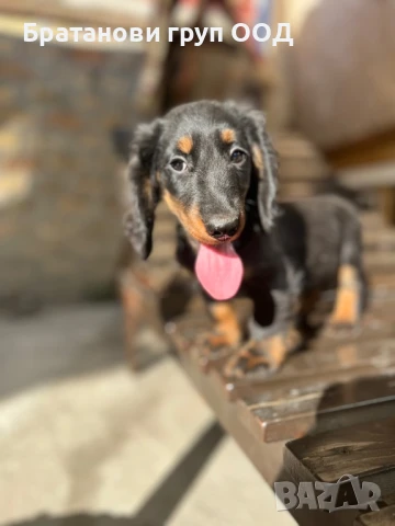 Дългокосмест Дакел, снимка 5 - Дакели - 51132673