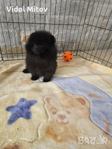 Мини Померан момче 