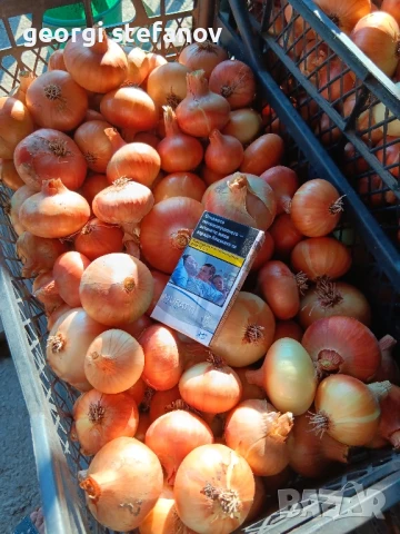 продавам  картофи сорая., снимка 2 - Домашни продукти - 51075422