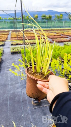 Акорус, Acorus Gramineus Ogon!!!, снимка 8 - Градински цветя и растения - 49964248