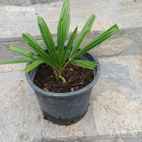 Зимни /студоустойчива/ палми - Трахикарпус - различни размери, снимка 2 - Градински цветя и растения - 33201874