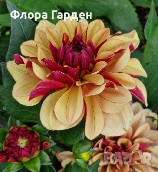 ДАЛИЯ - Глудки/ ПРЕДВАРИТЕЛНИ ПОРЪЧКИ, снимка 7 - Сортови семена и луковици - 44793217