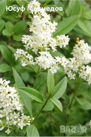 цъфтящ лигуструм за жив плет, снимка 2 - Градински цветя и растения - 53410026