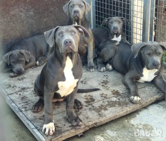 Американско Були Ххл American bully XXl 