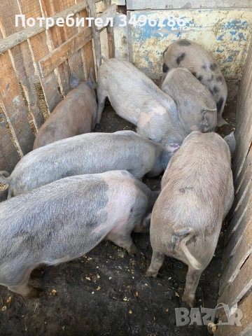 Продавам малки прасета