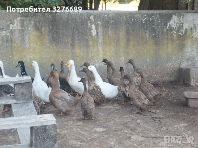 Патици Каки Кембъл, снимка 2 - Патици и гъски - 56168306