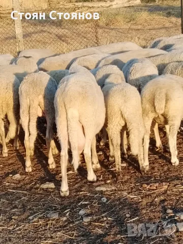 Продавам овце..., снимка 6 - Овце - 55767645