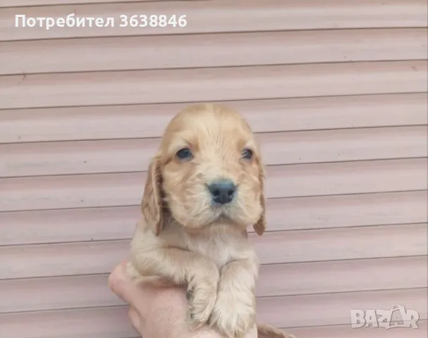 Кокер шпаньол 